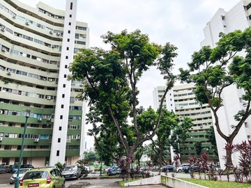 Pine Grove