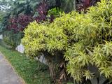 Hollandia property photo 7 in Singapore
